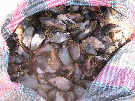 Bag of mussels