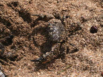 Crab in the sand