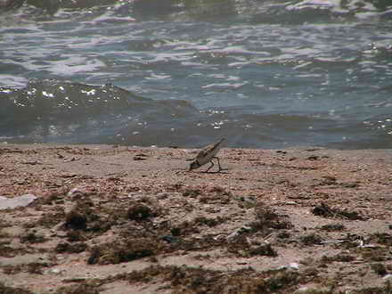 Птах на пляжі