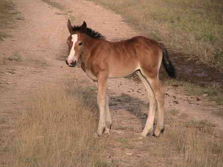 Foal western Crimea