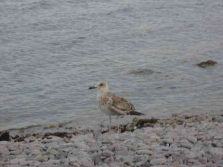 Seagull waits