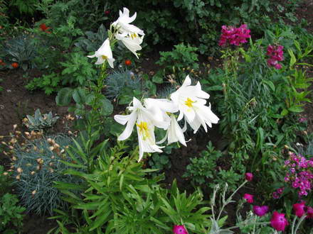 Crimean lilies
