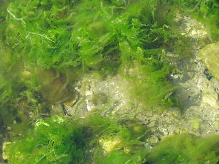 Algae on the bottom