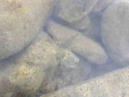 Креветка мимикрирует на фоне подводных камней
