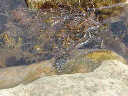 Крабик ищет спасение в водорослях