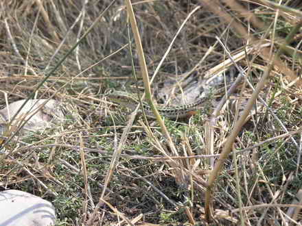 Ящірка у траві