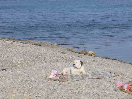 Культурна собака на пляжі