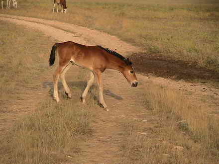 Foal Cape Tarkhankut