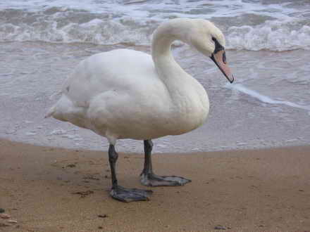 Swan in all its glory