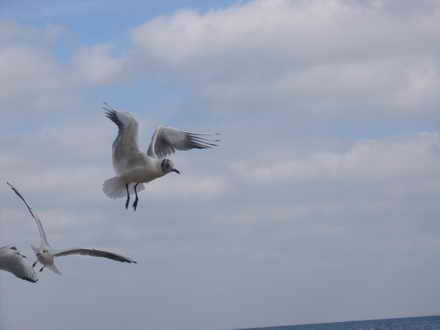 Seagull doing aerobatics