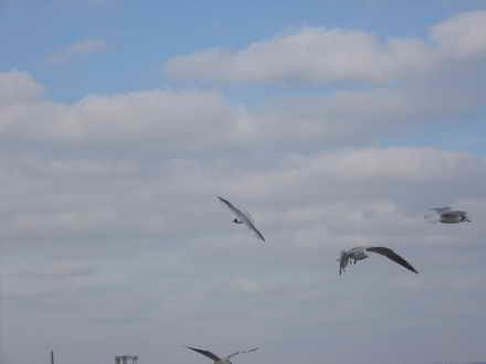 Gulls in the sky over the Bay of Theodosia