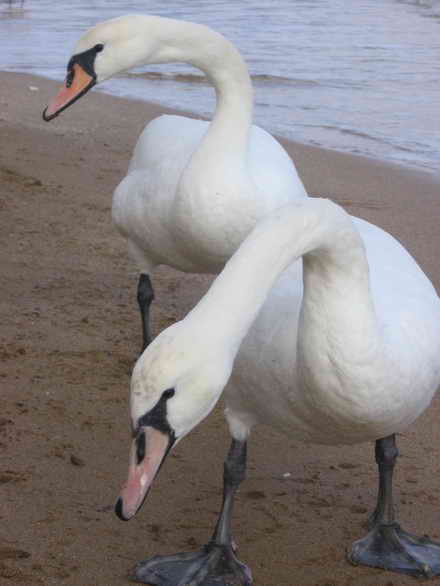 Дефиле пары лебедей на пляже