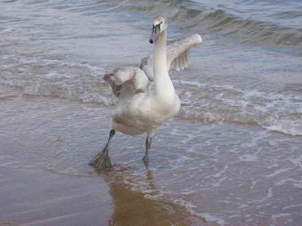 Swan is dancing