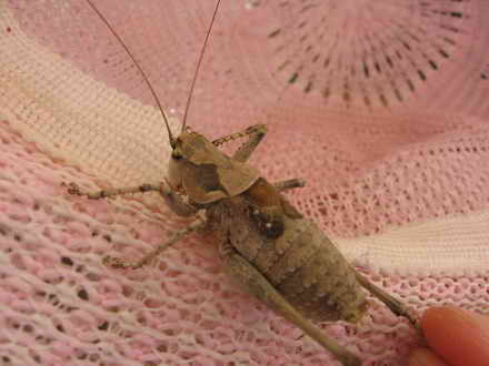 Grasshopper in captivity