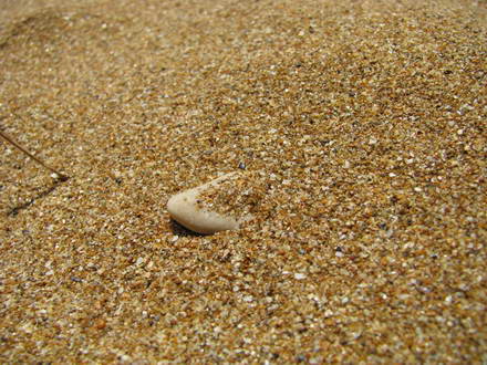 Золотий пісок. Пляж Динамо