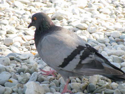 The dove on the beach