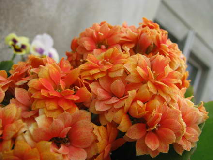 Crimean flowers