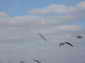 Чайки в небе над феодосийским заливом