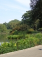 Lush vegetation around the pond in Central Park