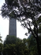 In Central Park because of tree crowns are seen skyscrapers